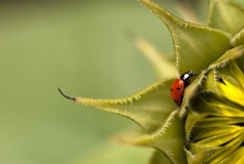 Ladybug sunflower macro